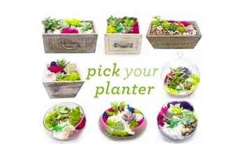 All Ages Plant Nite:Pick Your Planter- Succulent